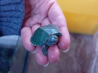 Yavru singapur kaplumbağa