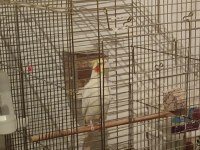 Erkek Lutino Sultan Papağanı