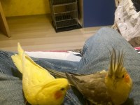 Çift sultan papağanı gayet sağlıklı