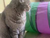 Sakin Ve Uyumlu British Hera’ya Yeni Yuva Arıyoruz