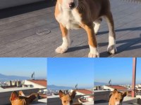 A kalite basenji yavru