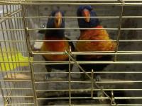 1.5 yaşında lori takım eşe yeni atıldı