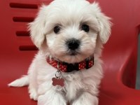 Hipoalerjenik tüy dökmeyen maltesemiz