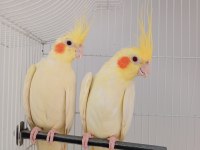 Çok güzel bir çift lutino sultan papağanı