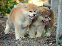 Japon akita inu yavruları