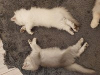 2 Adet British Longhair