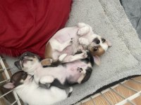 Elma kafa küt burun mükemmel anatomi chihuahua yavrularımız