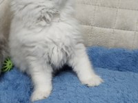 Yakışıklı Oyuncu British Longhair Oğlum