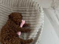 Toy Poodle Yavrularımız