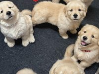 Sevimli Golden Retriever Köpeği Yavrularımız
