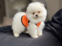 Ayı Surat Pomeranian Boo Köpekler