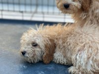 Apricot Poodle Uygun