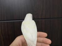 Yavru Sevda Papağanı 5-6 Aylık