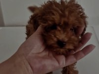 Orijinal toy poodle değerlendirmeden geçmeyin