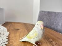 1 Yaşını Tamamlamış Sevda Papağanı