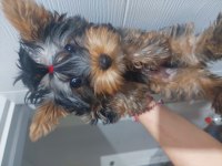 Saf Kan Orjinal Yorkshire Terrier Yavrular