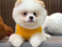 Orijinal Güler Yüzlü Show Kalite Pomeranian Köpeğimiz