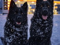 Safkan Working Solid Black Alman Kurdu