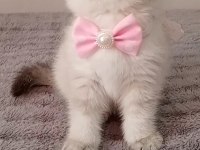 Mavi Gözlü Blue Point British Shorthair Yavrular