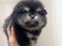 Ayı Surat Pomeranian Boo Son Erkek Yavrumuz