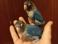 Cennet Papağanı Violet