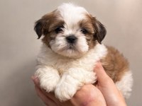 Shih tzu dişi erkek yavrular özel renk mevcut