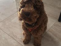 11 aylık poodle-maltipoo kırması oğlumuzu sahiplendirmek istiyoruz