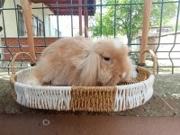 3 Aylık Hollanda Teddy Lop Takım Tavşanlar