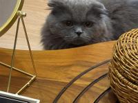 Eğitimli Uslu British Longhair