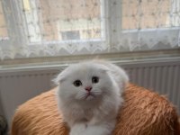 Scottish fold longhair oyuncu uysal