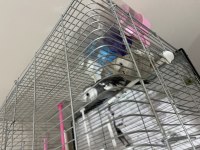 Sultan Papağanı Çocuklar İçin Almıştım