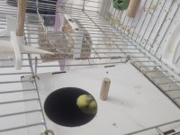 2.5 Yaşında Dişi Rainbow Muhabbet Kuşu