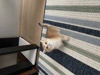 British Shorthair Golden Ny11 Yavrular