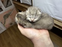 24 Şubat Doğumlu Silver - Golden - Lilac Dişi Kediler