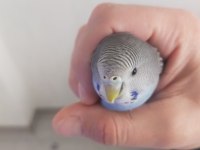 Genç muhabbet kuşumuz erkek yavru ile takas olabilir