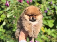 Irk Garantili Pomeranian Yavruları İçin Ulaşın