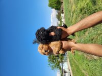 A Kalite Poodle Bebekler