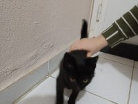 Ücretsiz Yavru Kedimiz