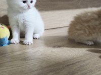 British Shorthair Golden Yavrular Şecereli Üst Kalite