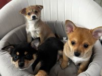 2.5 Aylık Chihuahua Yavruları 2 Erkek Ve 1 Dişi