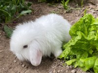 Hollanda Lop Tavşanları