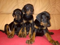 Doberman Köpeği Yavruları