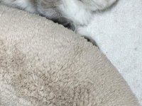 2 Aylık British Shorthair Yavrularımız