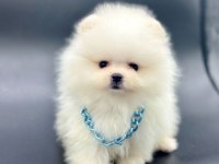 Safkan Pomeranian Boo Köpeklerimiz