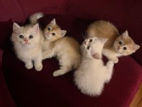 British golden-silver asil soylu british shorthair yavrular