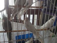 Yavru Ve Damızlık Sultan Papağanlar