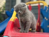 Koca kafa scottish fold yavrumuz