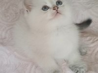 Veteriner Kontrollü British Yavrular