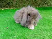 1 Aylık Gri Hollanda Teddy Lop Tavşan