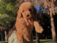 Fci Kif Şecereli Büyük Rusya Şampiyonu Baba Ve Tr Ch Anneden Poodle Yavruları